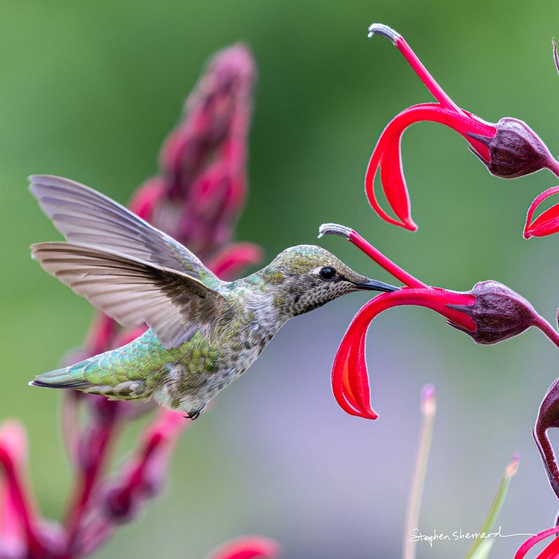 How to Take Great Hummingbird Photos