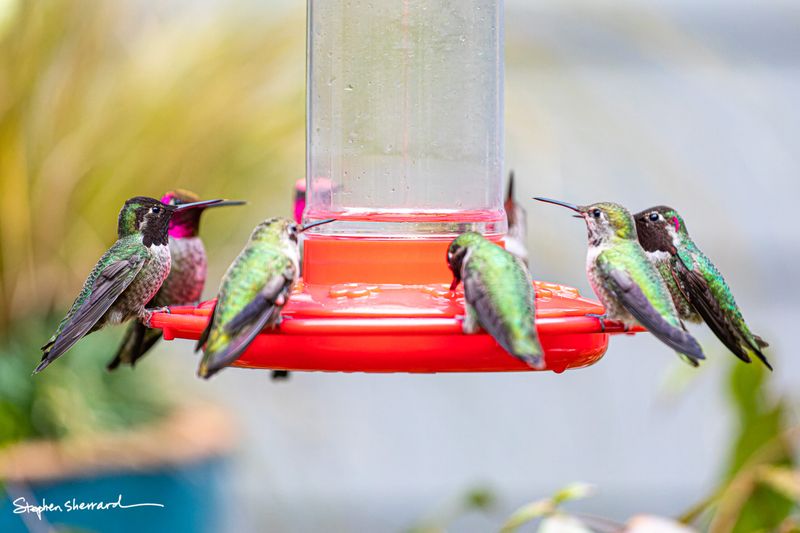 Attracting Hummingbirds to Your Yard