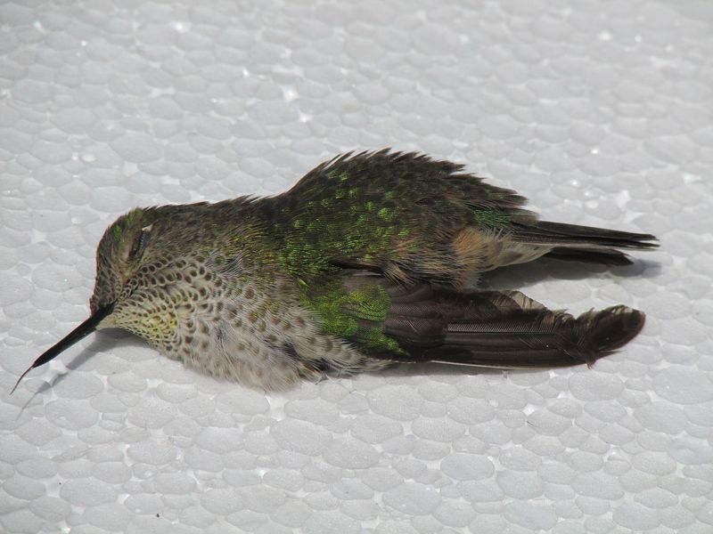 Neglected Feeders Kill Hummingbirds