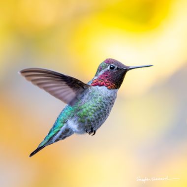 A male Anna's hummingbird