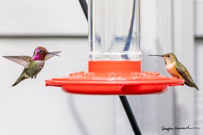 When to Put Out (and Take Down) Your Hummingbird Feeders
