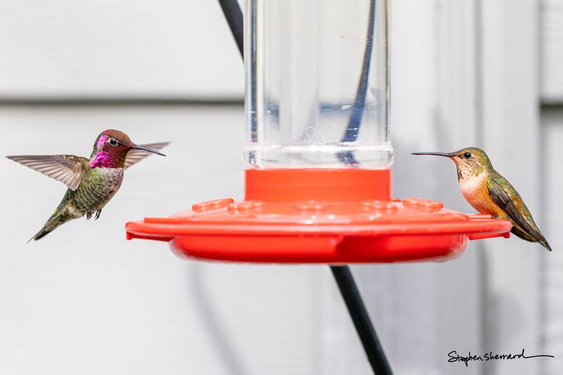 When to Put Out (and Take Down) Your Hummingbird Feeders