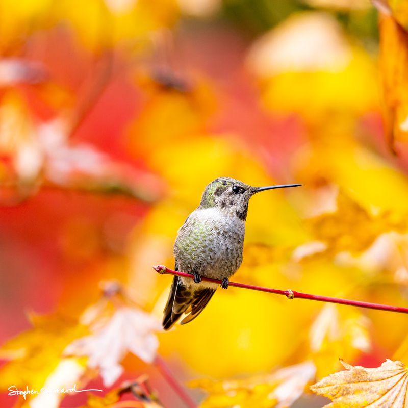 Female Anna's Hummingbird perched on a bare red stem, facing the camera, vivid yellow and red autumn maple leaves surrounding her