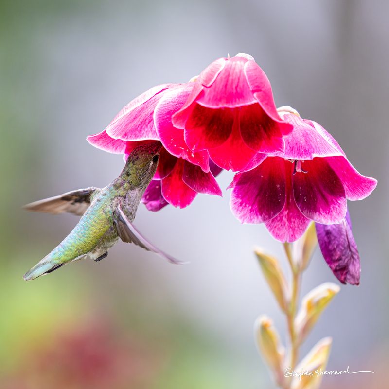Female Anna's Hummingbird hovering to insert her bill into a pink penstemon flower, wings blurred, soft garden background