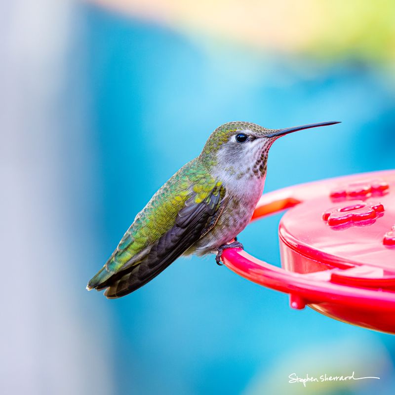 Female Anna's Hummingbird perched on the rim of a red hummingbird feeder, iridescent green back visible, vivid turquoise blue background