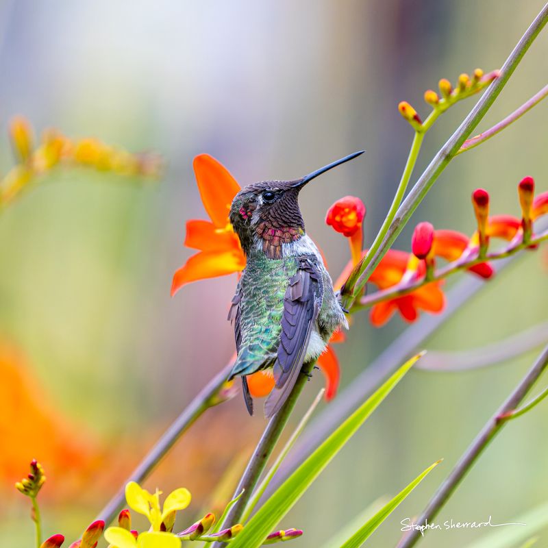 Male Anna's Hummingbird perched on a crocosmia stem surrounded by vivid orange tubular flowers, partial magenta gorget visible