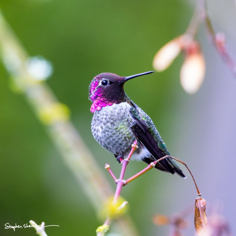 Male Anna's Hummingbird perched on a branch near hanging maple seeds, brilliant iridescent magenta crown and gorget, soft green spring background