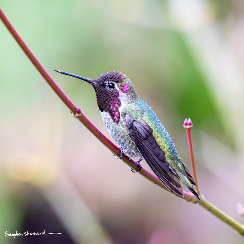 Male Anna's Hummingbird perched on a wet red stem, partial magenta gorget catching light, soft colorful bokeh of pink, green, and yellow in background