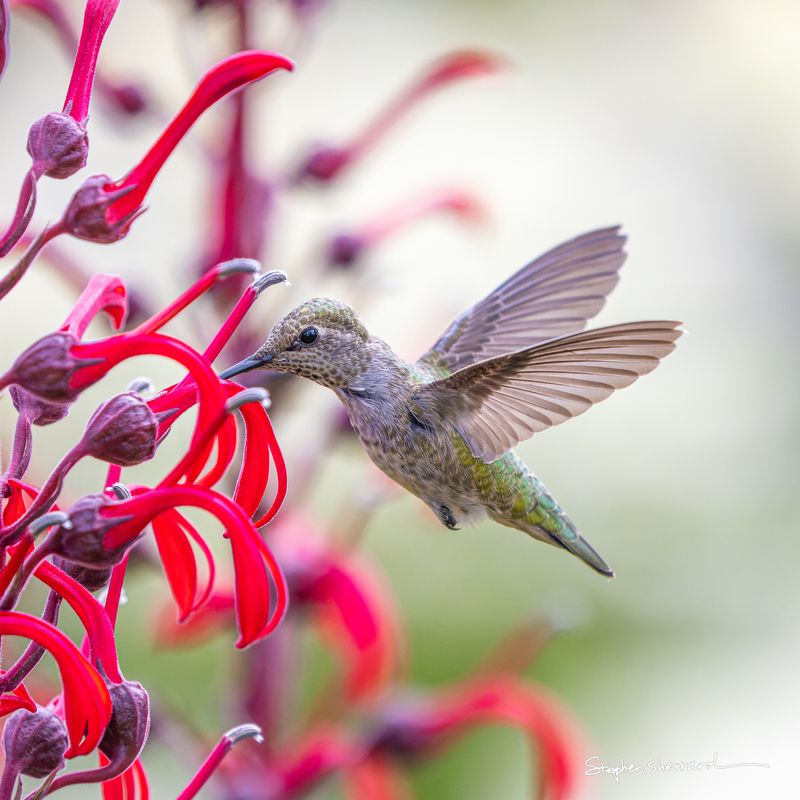 Female Anna's Hummingbird hovering to feed at red cardinal flower, wings blurred and tail held low, soft pink and green background