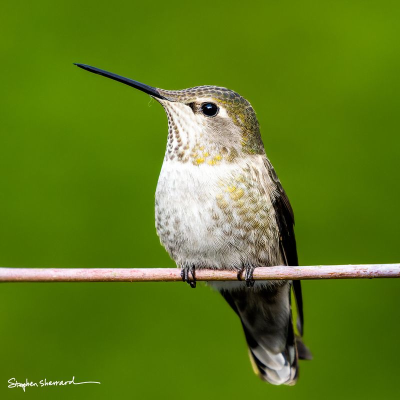 Female Anna's Hummingbird perched on a thin horizontal stick, looking upward, clean bright green background creating a simple elegant portrait