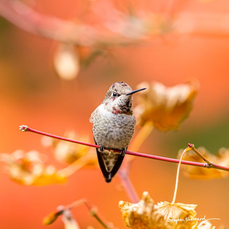 Male Anna's Hummingbird perched on a bare red stem, partial gorget showing scattered magenta, surrounded by orange and rust autumn foliage, facing camera directly