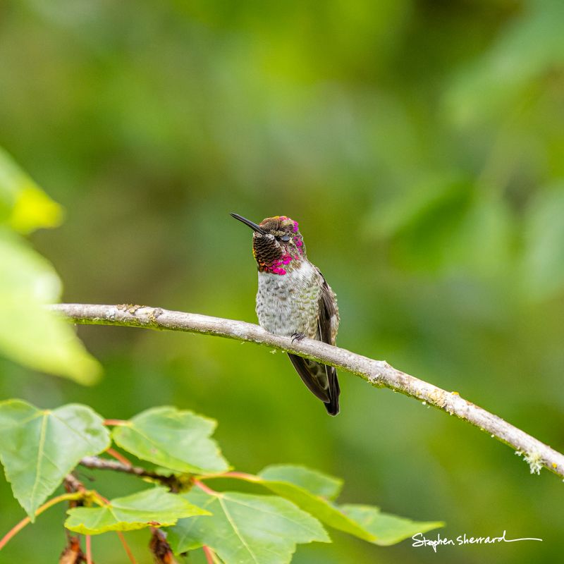 Male Anna's Hummingbird resting on a lichen-covered branch with eyes half-closed, partial magenta gorget visible, lush green summer background