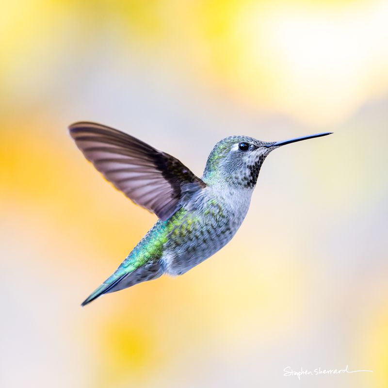 Female Anna's Hummingbird hovering in flight, wings blurred, soft yellow and cream autumn foliage bokeh background