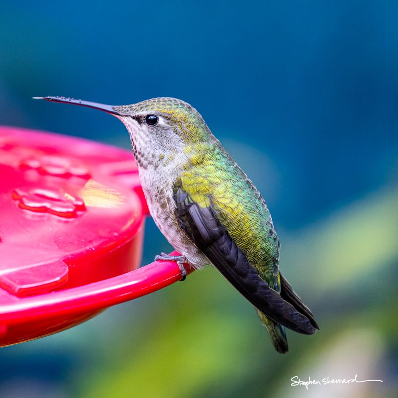 Female Anna's Hummingbird perched on a red hummingbird feeder, iridescent green and yellow back, vibrant blue background