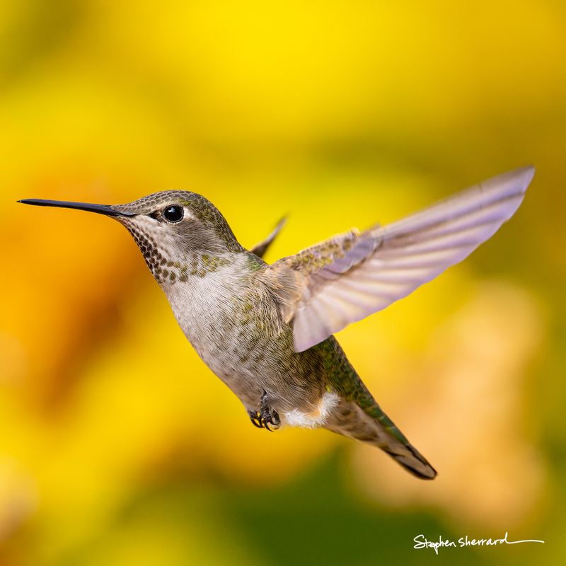 Female Anna's Hummingbird hovering in flight against a bright yellow autumn foliage background, wings blurred
