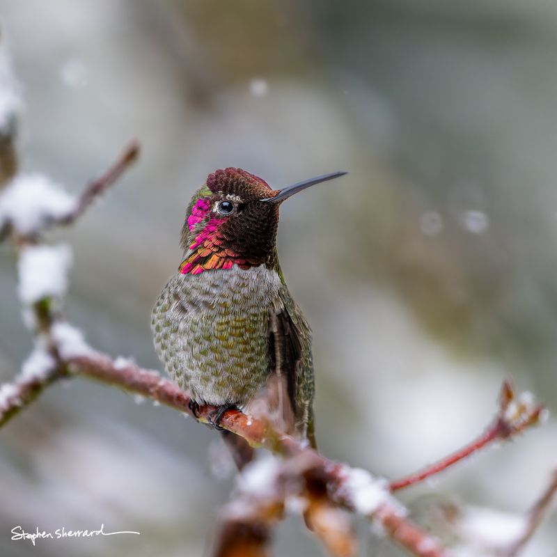 Male Anna's Hummingbird perched on snow-covered branches, magenta and orange gorget glowing, soft gray winter background with snowflakes