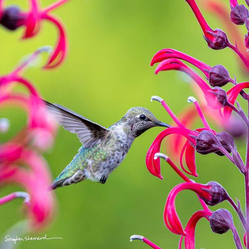Female Anna's Hummingbird hovering at red cardinal flower with bill at the bloom entrance, wings blurred, lush green bokeh background