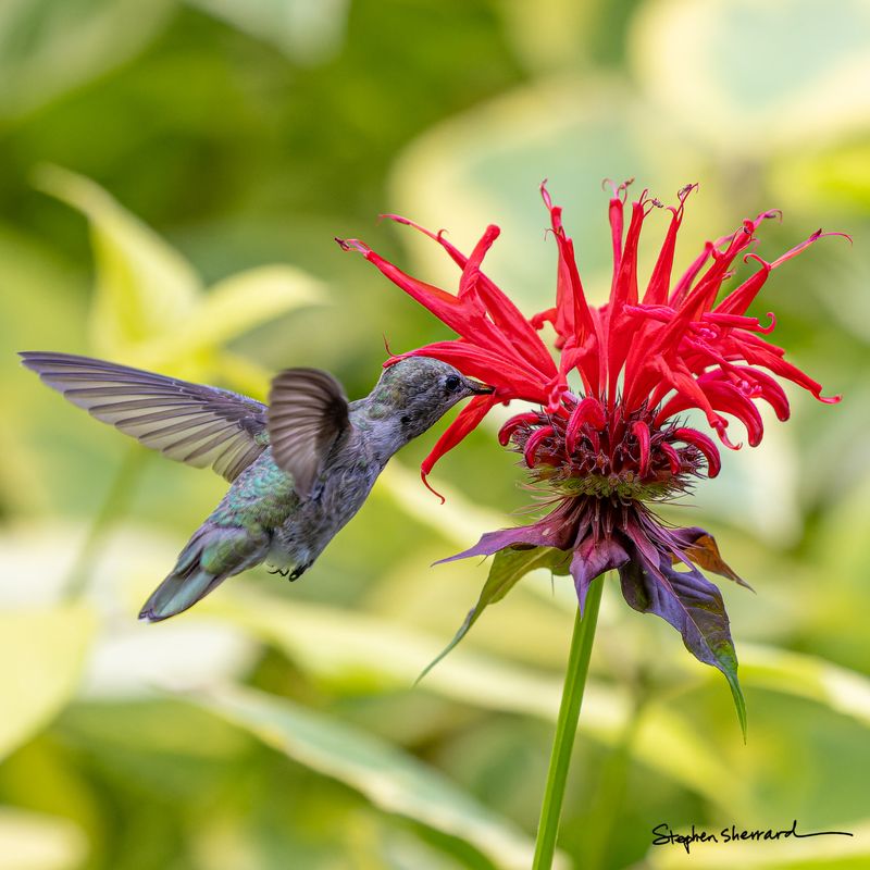 Female Anna's Hummingbird hovering to feed at a bright red bee balm flower, wings blurred, soft green and yellow background