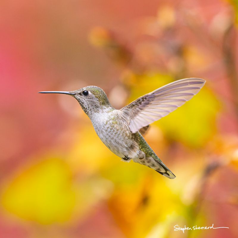 Female Anna's Hummingbird hovering in flight, wings blurred, vibrant pink and yellow autumn foliage creating a warm bokeh background