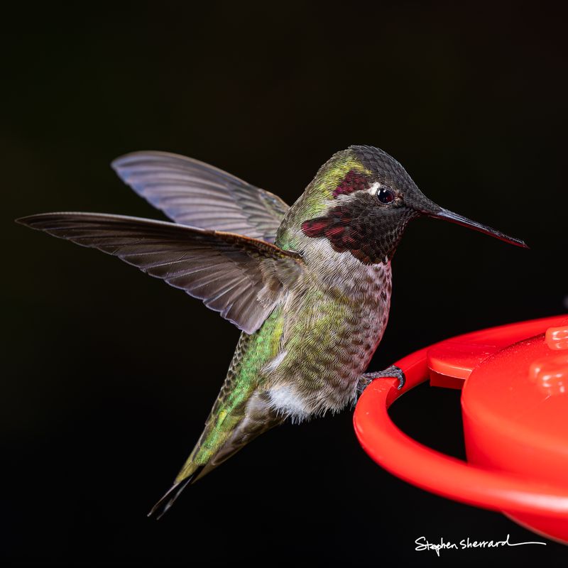 Male Anna's Hummingbird landing at a red hummingbird feeder, wings spread wide, partial dark gorget visible, black background