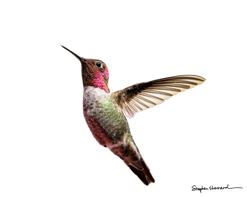 Male Anna's Hummingbird hovering in flight against a pure white background, brilliant magenta gorget and crown glowing, wings fully extended showing primary feather detail