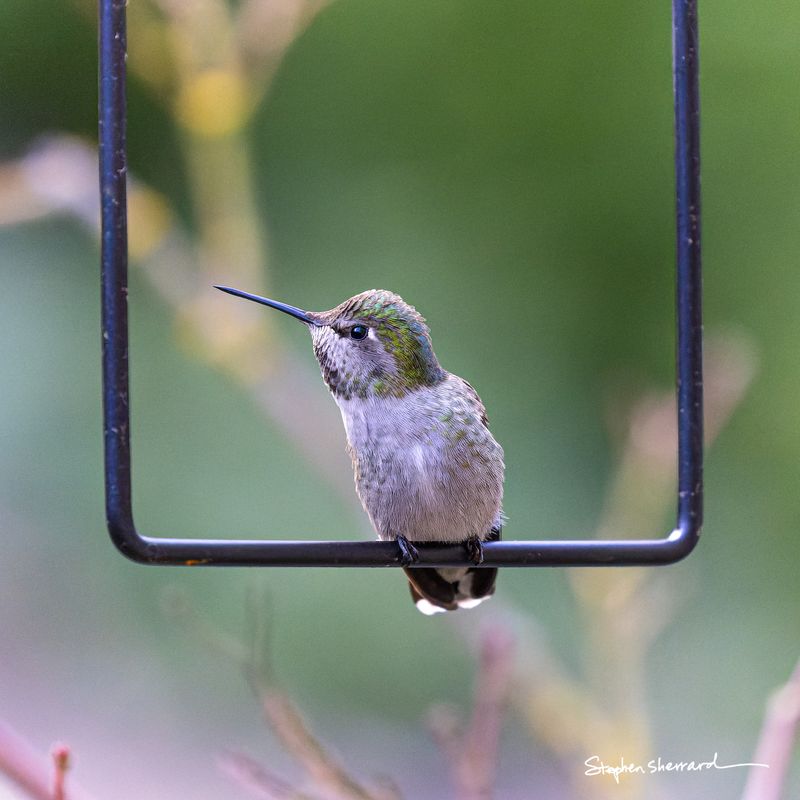 Female Anna's Hummingbird perched on the bottom bar of a square metal hanger, framed symmetrically within the frame, soft green and yellow bokeh background