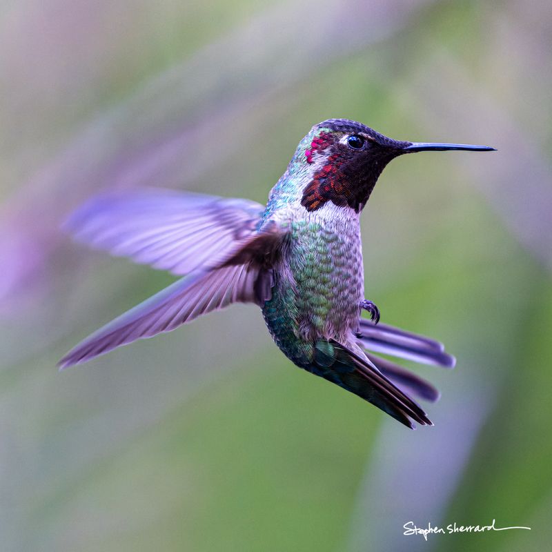 Male Anna's Hummingbird hovering in flight, partial rose gorget catching light, tail fanned, soft purple and green bokeh background