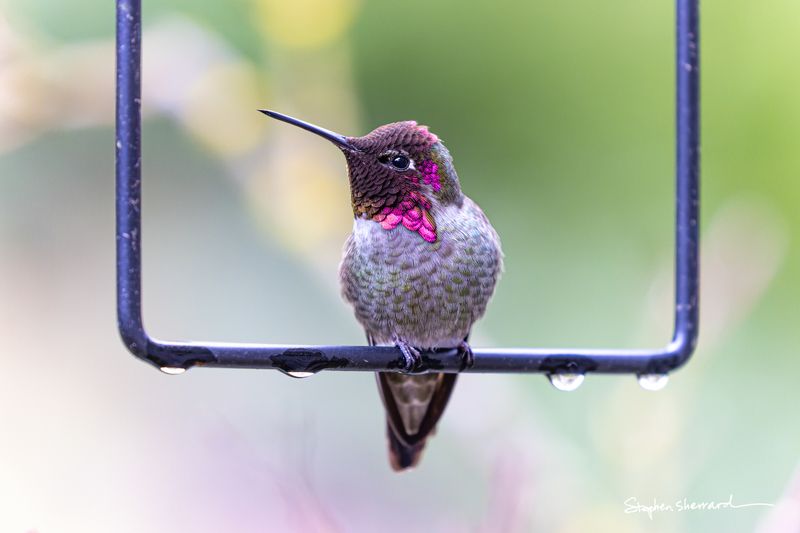 Male Anna's Hummingbird perched on a wet metal hanger in the rain, iridescent magenta gorget glowing, rain drops clinging to the perch