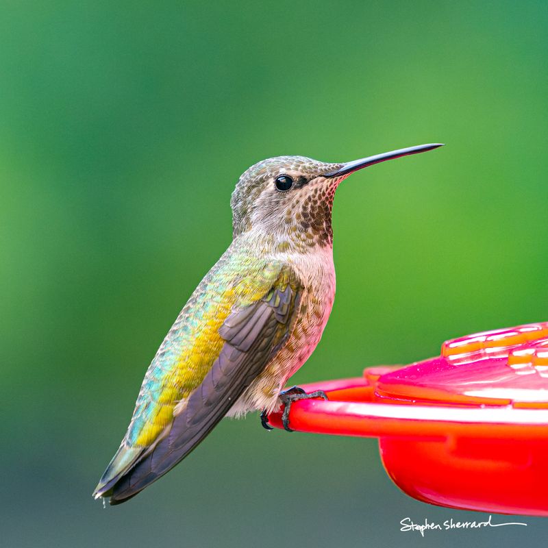 Female Anna's Hummingbird perched on the rim of a red hummingbird feeder, iridescent green and yellow back, soft green background