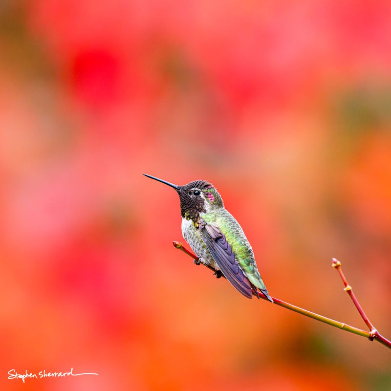 Male Anna's Hummingbird perched on a bare red stem, partial gorget visible, brilliant red and orange autumn foliage creating a vivid background
