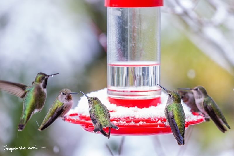 Six Anna's Hummingbirds cluster around a red backyard feeder covered in thick snow during a winter storm in Issaquah, Washington. One male hovers dynamically on the left while five others, including females and a speckled juvenile male, perch closely together on the rim.