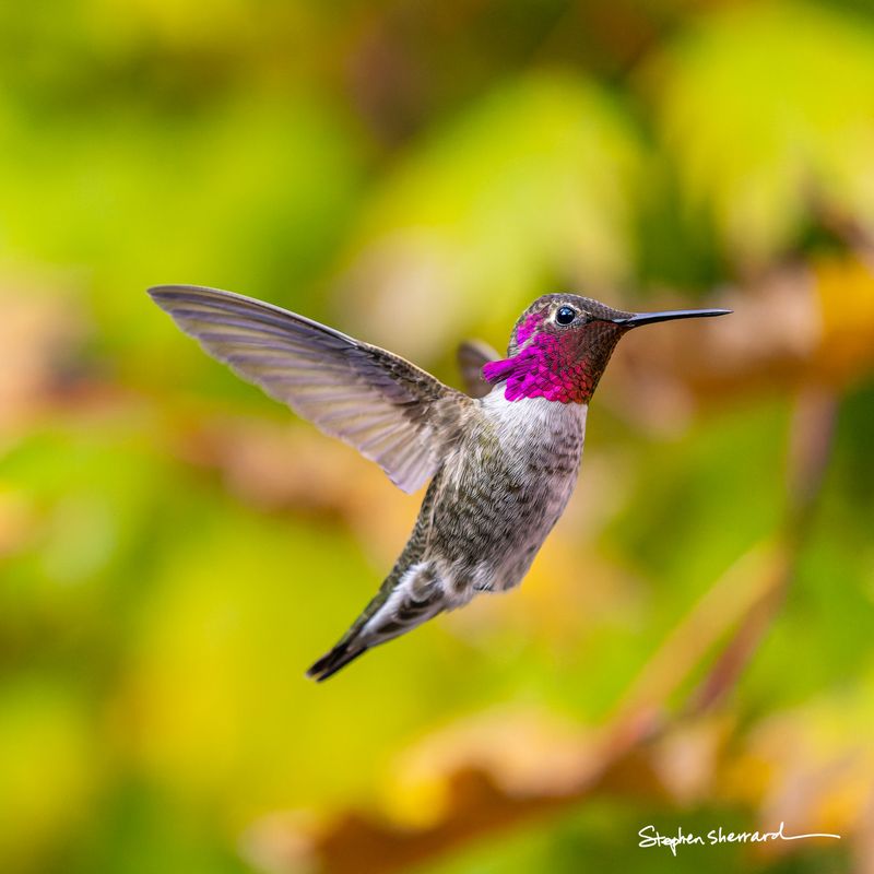 Male Anna's Hummingbird hovering in flight, bright magenta gorget catching sunlight, green and yellow autumn foliage forming a warm bokeh background
