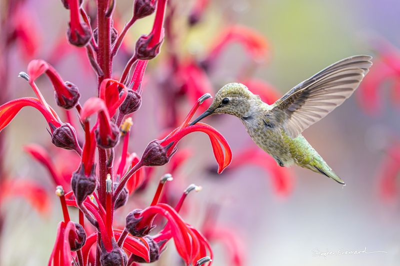 Female Anna's Hummingbird hovering at red cardinal flower, bill inserted into a bloom, vivid red and pink bokeh background