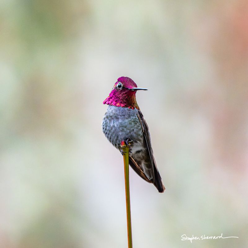 Anna's Hummingbirds