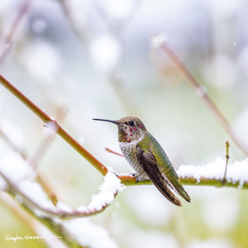Immature male Anna's Hummingbird perched on a snow-dusted branch in winter, a few scattered magenta gorget feathers visible, soft white snowy background