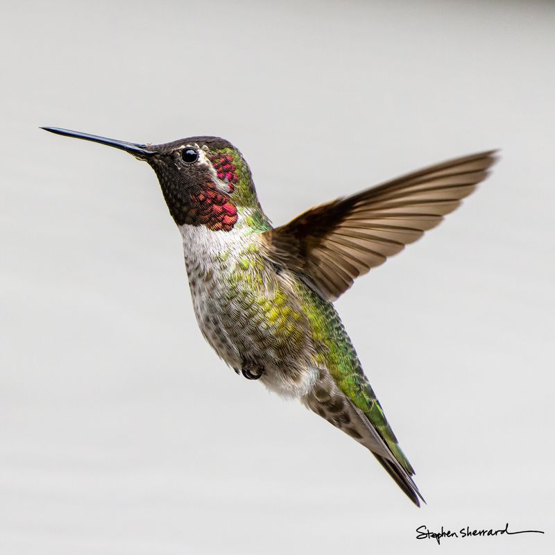 Male Anna's Hummingbird hovering in flight against a soft gray-white background, partial rose-red gorget patches catching light, wings swept upward