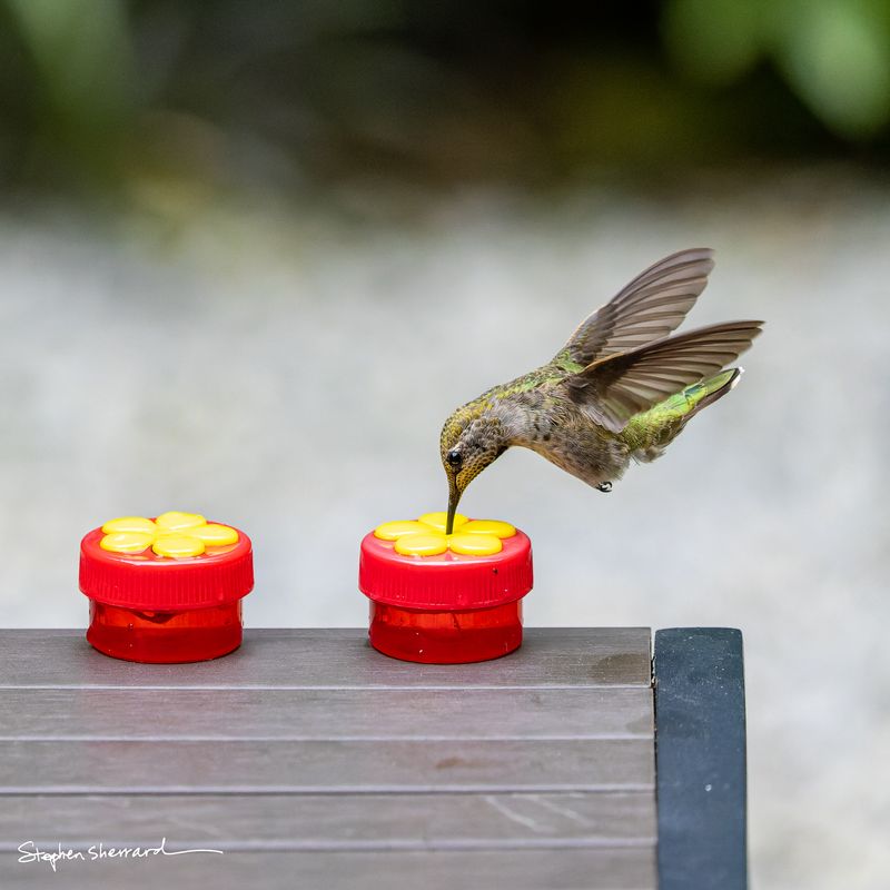 Female Anna's Hummingbird hovering over small red flat-dish feeders on a wooden railing, wings blurred mid-descent