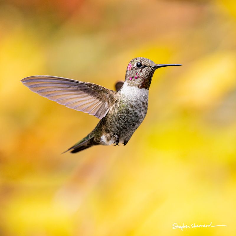 Immature male Anna's Hummingbird hovering in flight, a few scattered magenta gorget spots developing, bright yellow autumn foliage filling the background