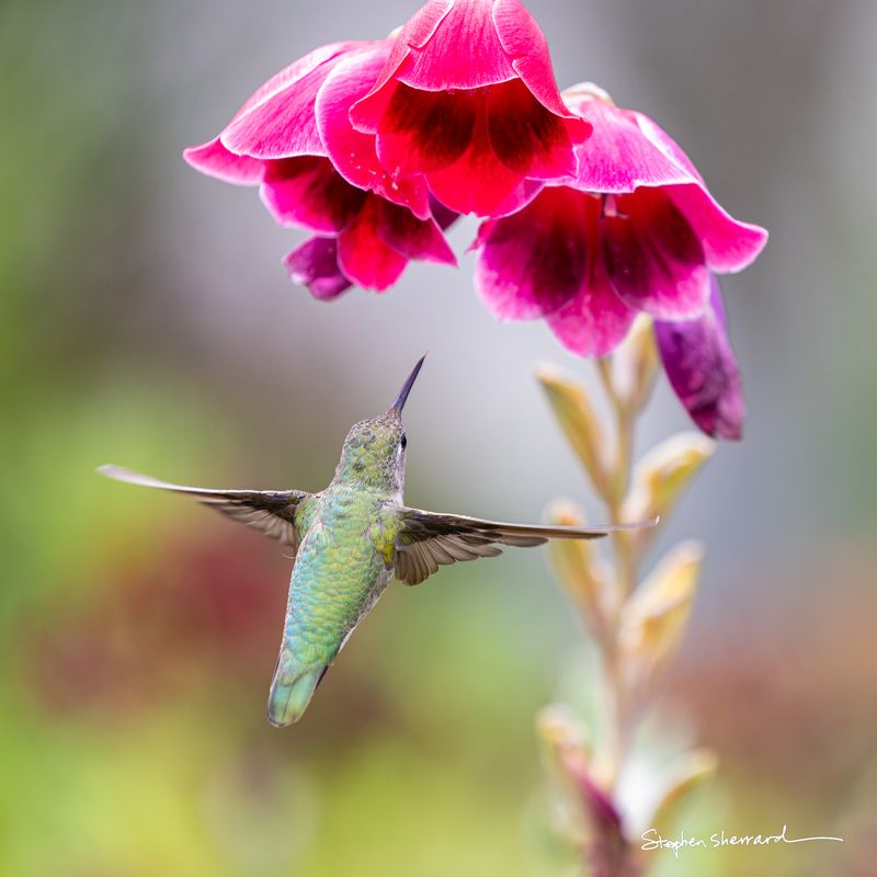 Female Anna's Hummingbird hovering beneath vibrant pink penstemon flowers, looking upward, wings blurred, soft garden background