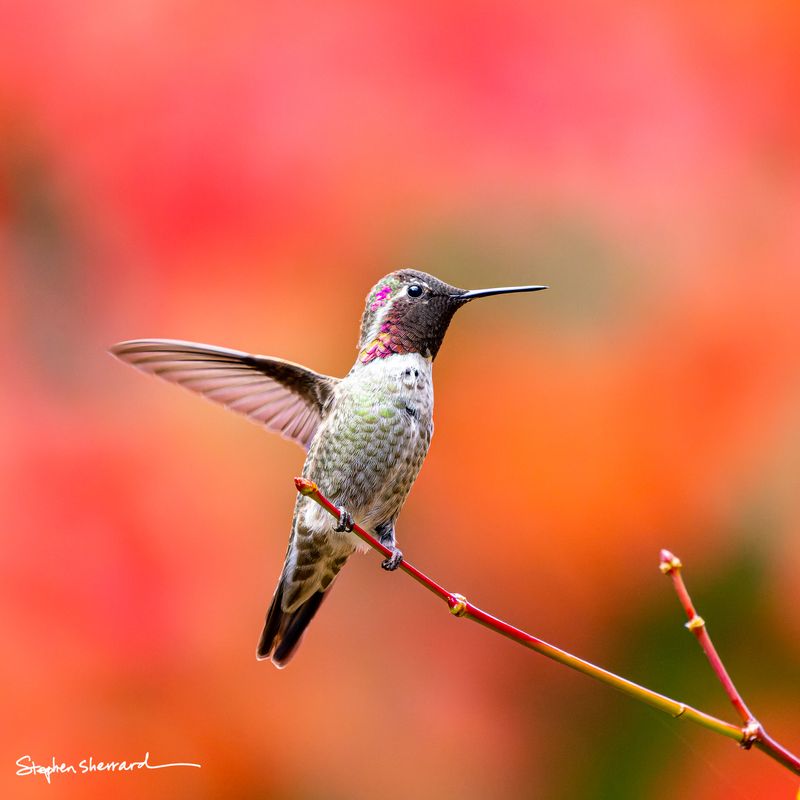 Male Anna's Hummingbird perched on a red stem with one wing spread outward, partial gorget catching light, vivid orange and red autumn foliage background