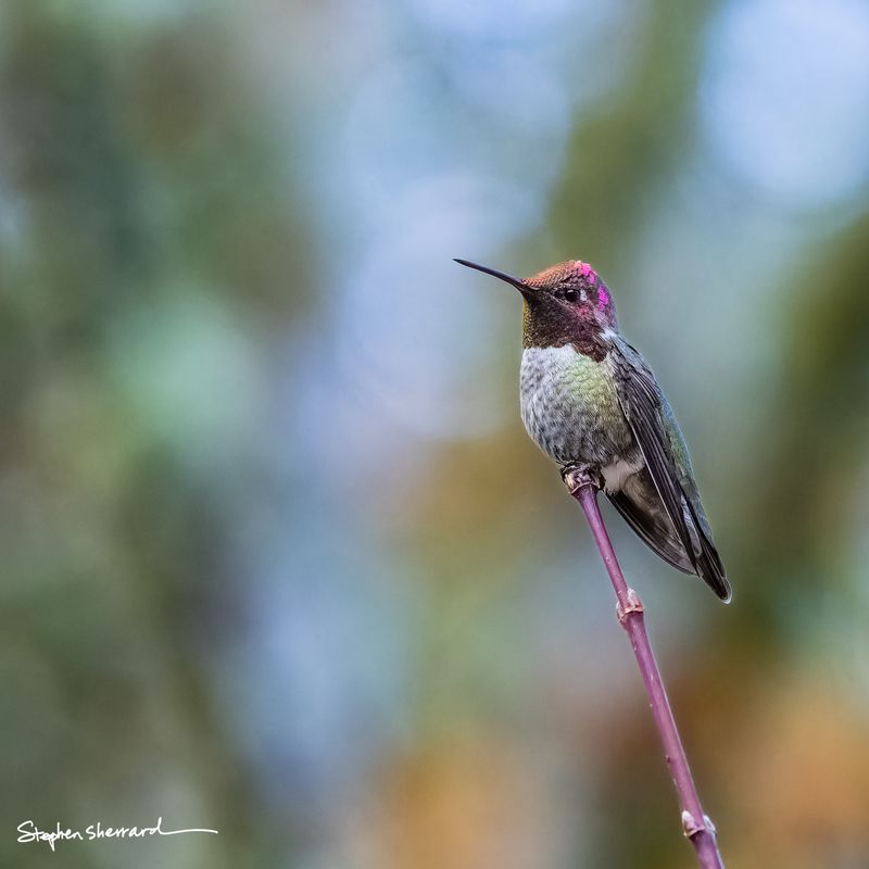 Male Anna's Hummingbird perched at the tip of a thin purple stem, partial magenta gorget visible, soft blue, green, and orange bokeh background