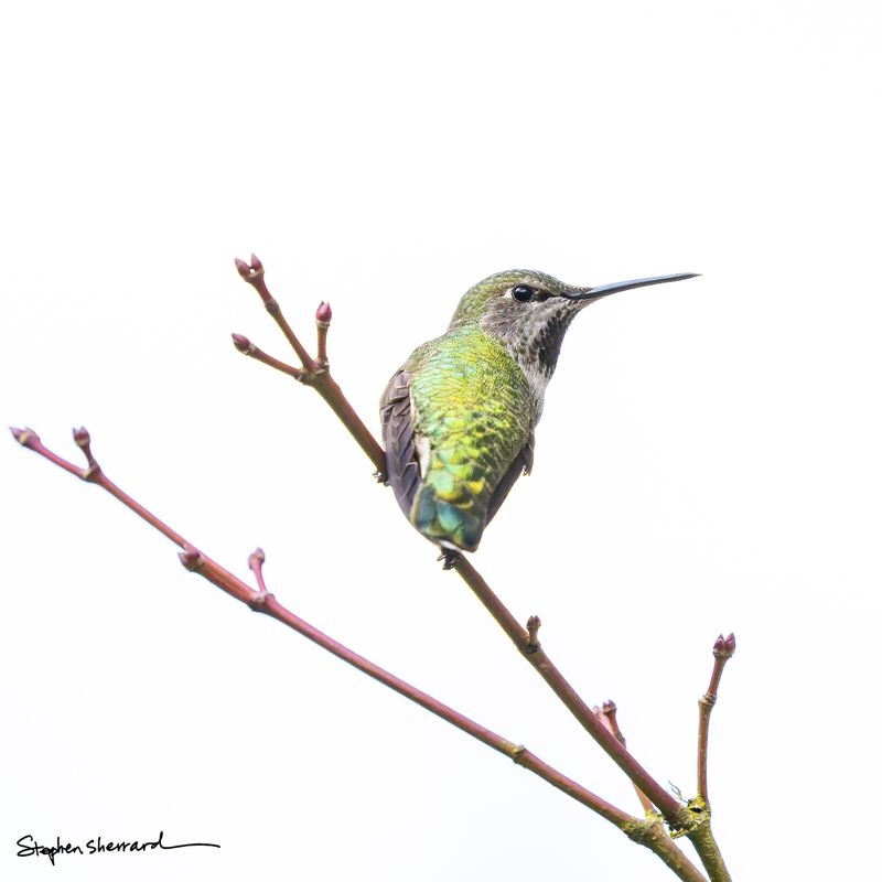 Female Anna's Hummingbird perched on a branch with small pink spring buds, iridescent green back, clean white background