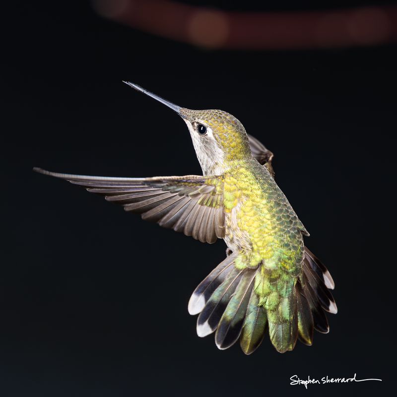 Female Anna's Hummingbird hovering in flight against a black background, iridescent green tail fanned and spread, looking upward