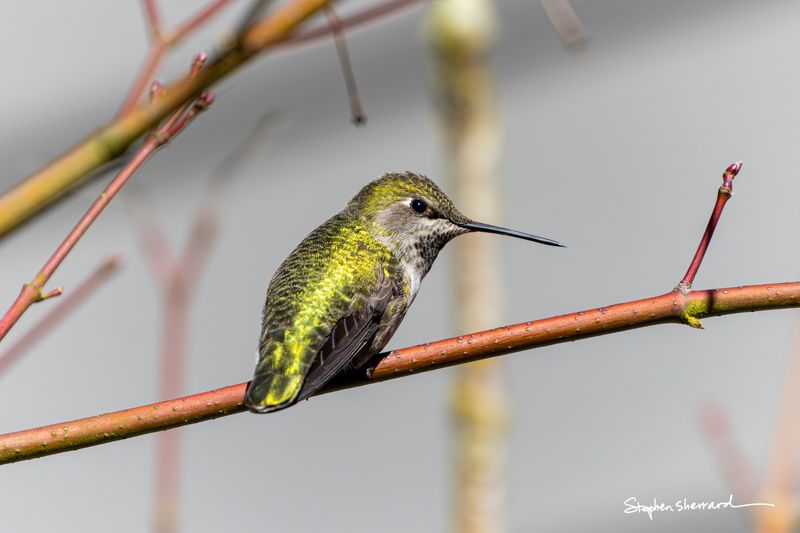 Female Anna's Hummingbird perched on a bare branch with small winter buds, iridescent green-yellow back, soft gray winter background