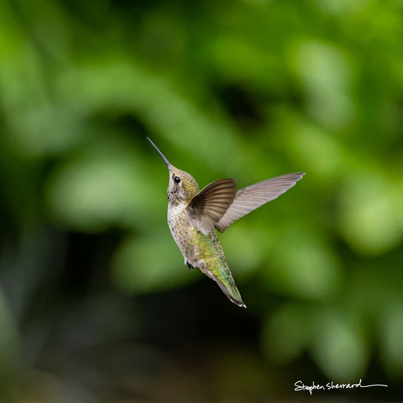 Female Anna's Hummingbird hovering in flight against a lush green garden background, wings blurred