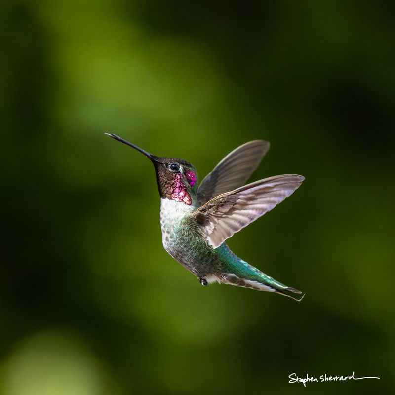 Male Anna's Hummingbird hovering in flight, partial magenta gorget visible, soft dark green bokeh background