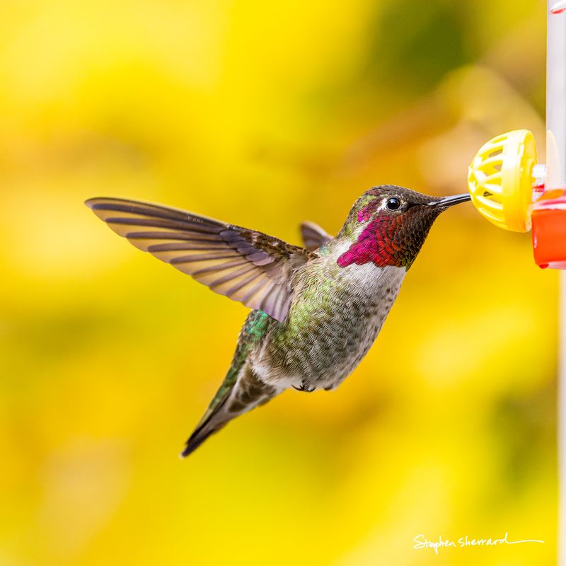 Male Anna's Hummingbird hovering at a hummingbird feeder, brilliant magenta gorget and crown fully illuminated, vibrant yellow autumn foliage background