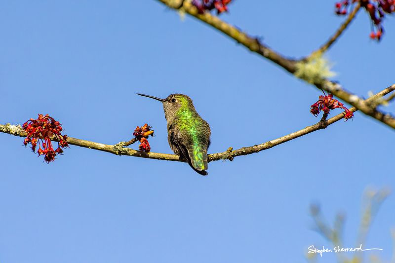 Female Anna's Hummingbird perched on a lichen-covered branch with red maple flowers, brilliant blue sky background