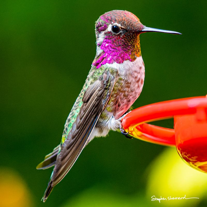 Male Anna's Hummingbird perched on an orange hummingbird feeder, brilliant iridescent magenta crown and gorget fully lit, green and yellow garden background