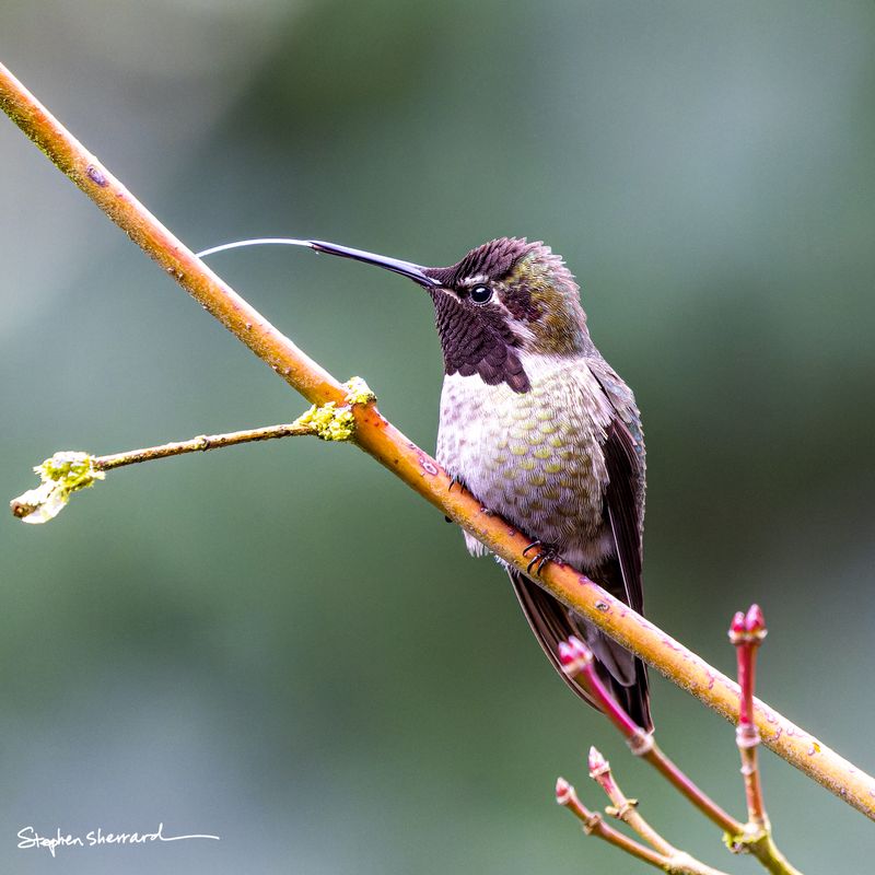 Male Anna's Hummingbird perched on a branch with a long tongue extended from his bill, dark gorget, green background
